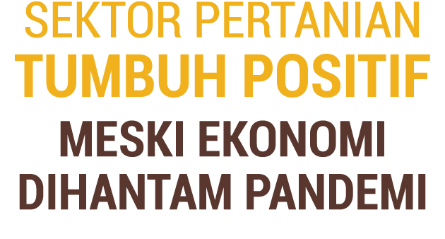 Sektor Pertanian Tumbuh Positif Meski Ekonomi Dihantam Pandemi