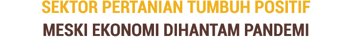 Sektor Pertanian Tumbuh Positif Meski Ekonomi Dihantam Pandemi