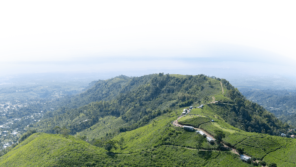 Aerial view of tea plantation in Kemuning, Indonesia with Lawu mountain background