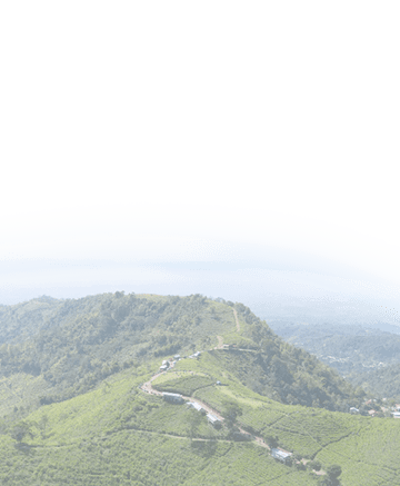 Aerial view of tea plantation in Kemuning, Indonesia with Lawu mountain background