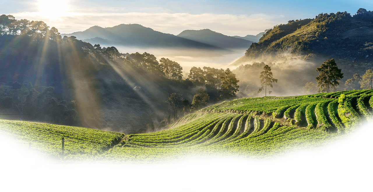 Beautiful strawberry garden and sunrise on Doi Ang Khang , Chiang Mai, Thailand.