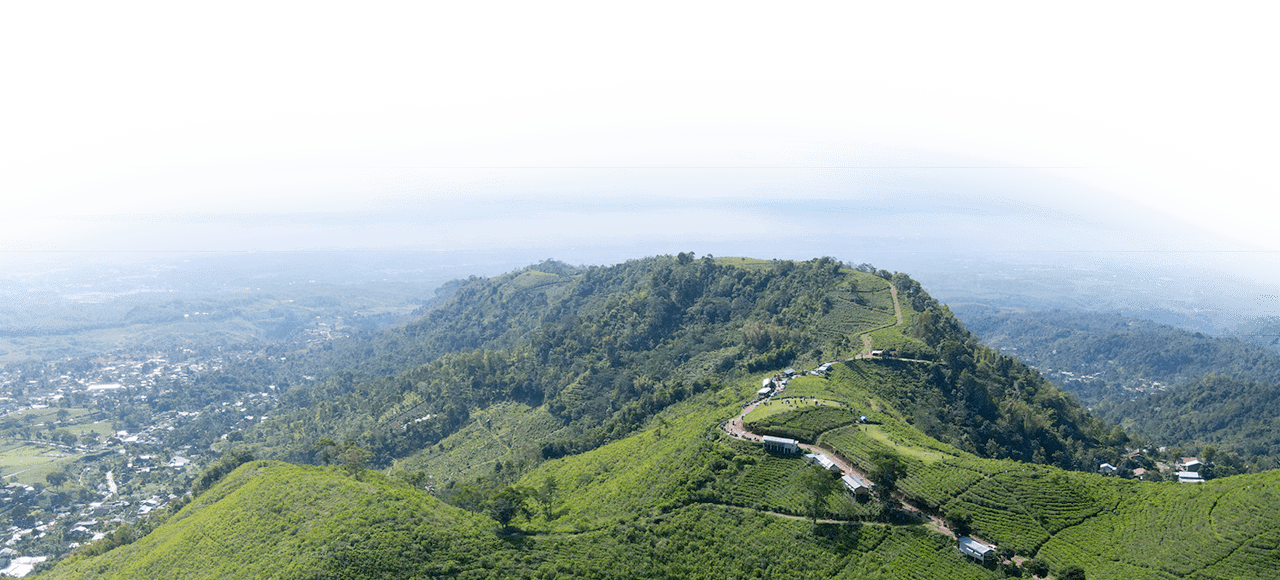 Aerial view of tea plantation in Kemuning, Indonesia with Lawu mountain background