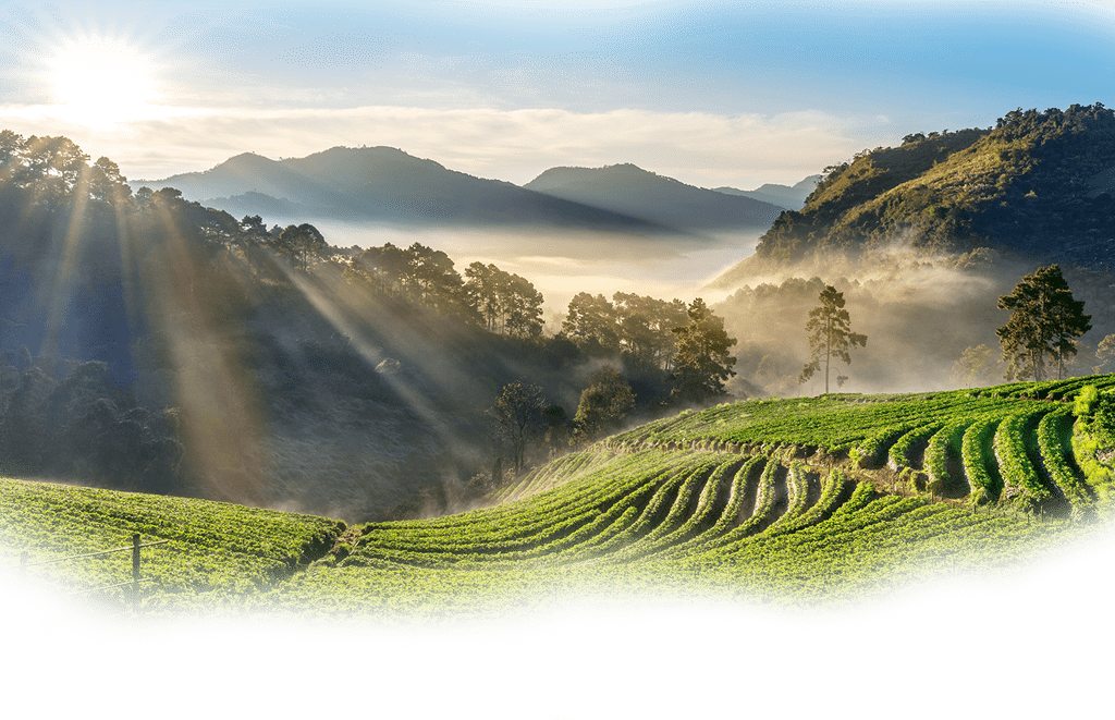 Beautiful strawberry garden and sunrise on Doi Ang Khang , Chiang Mai, Thailand.